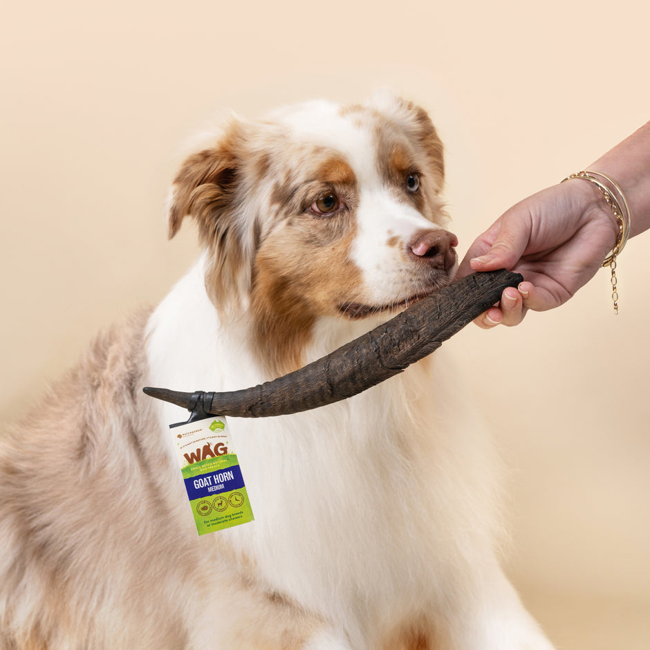 Goat Horn